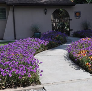 Verbena Walk Garden